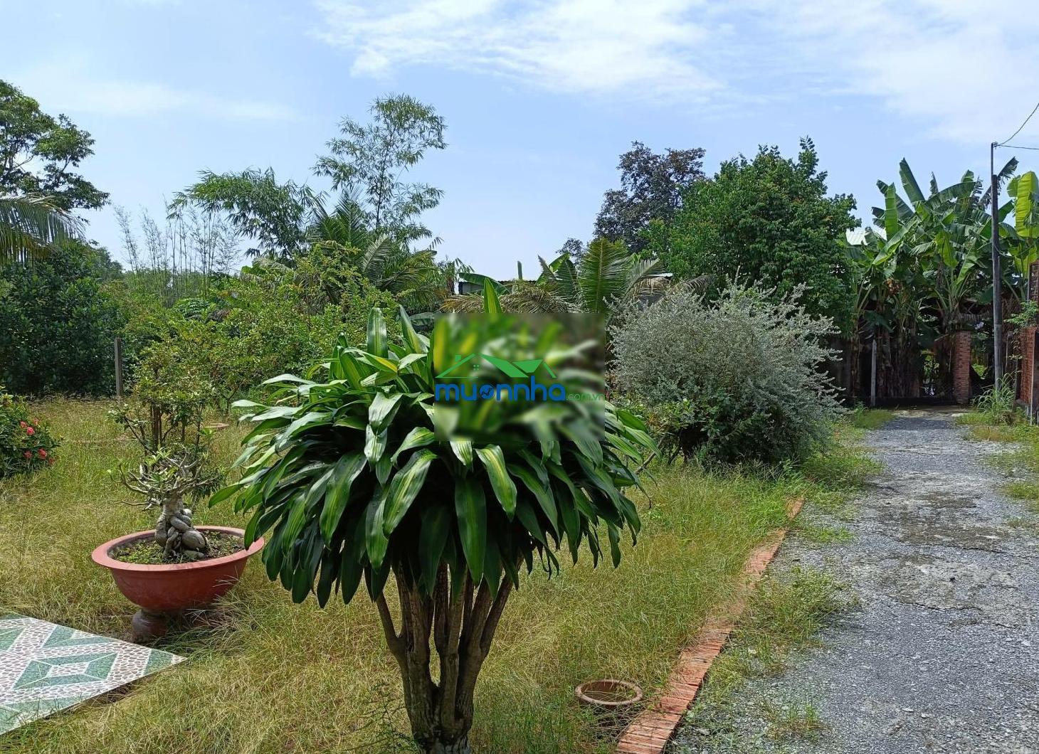 Bán nhà vườn phước thạnh củ chi, 23x44m, 1015m², 23x44m, thổ cư 300m², nhà cấp 4 mới đẹp mua ở ngay - 3