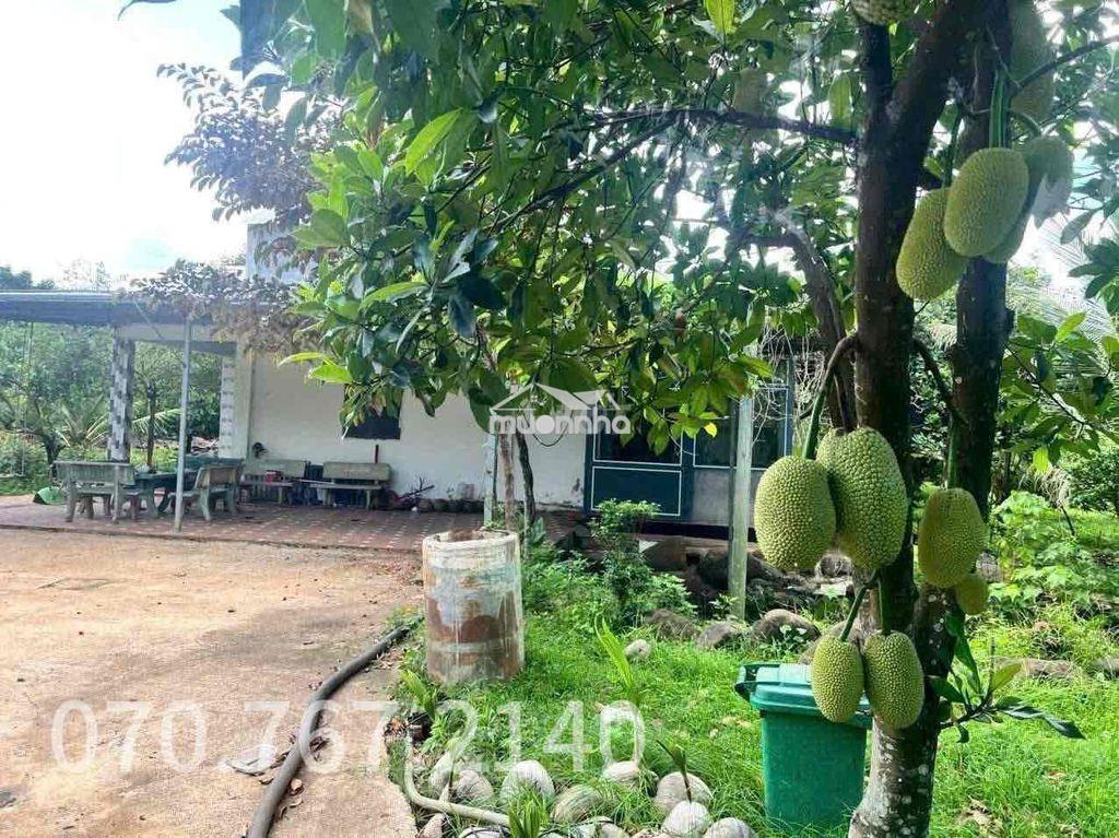 Chủ kẹt tiền cần bán gấp nhà vườn - 4