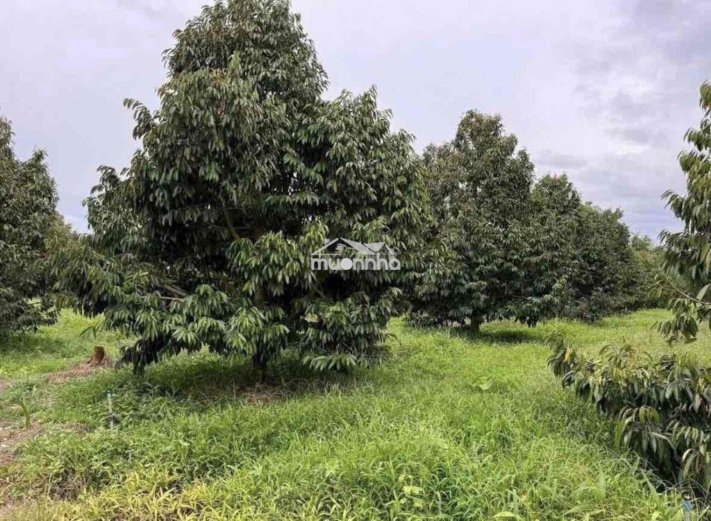 Chủ hạ giá bán nhanh vườn sầu riêng hơn 1000m2 - 3