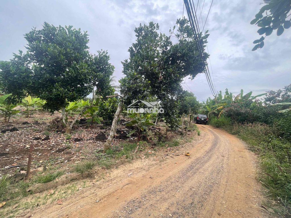 Cần bán 1010m2 đất nông nghiệp - chính chủ - 3