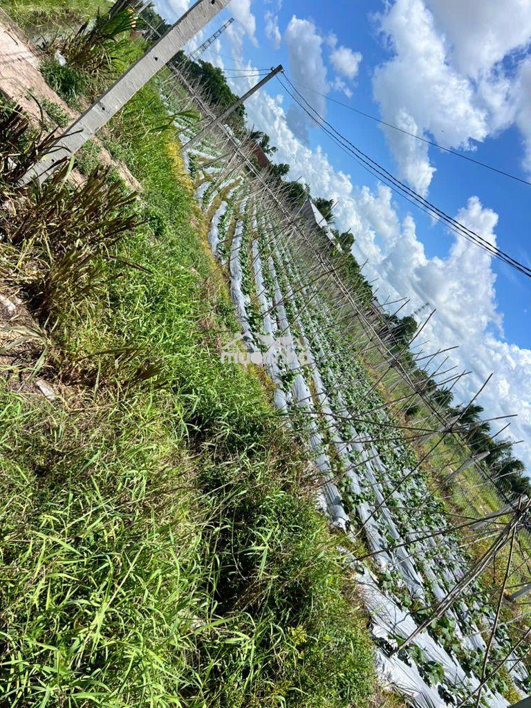 Đất lành chim đậu - diện tích quá đẹp để xây nhà nghỉ dưỡng. - 2