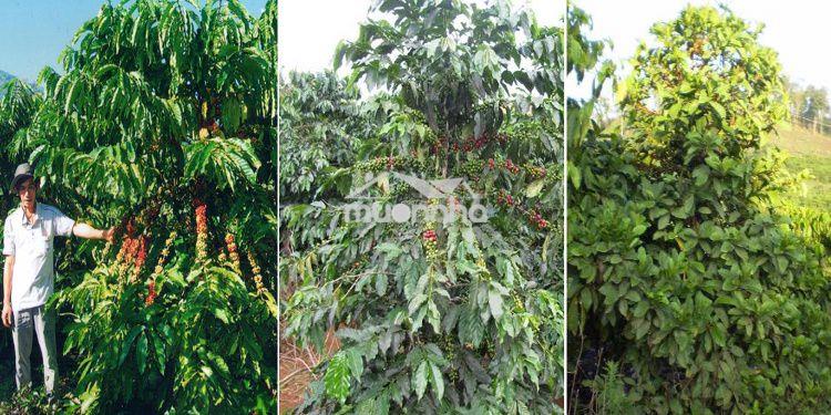 Bán vườn xoài 3,45ha giá rẻ 1,9 tỷ, xe tải tới đất, gần biển nha trang
