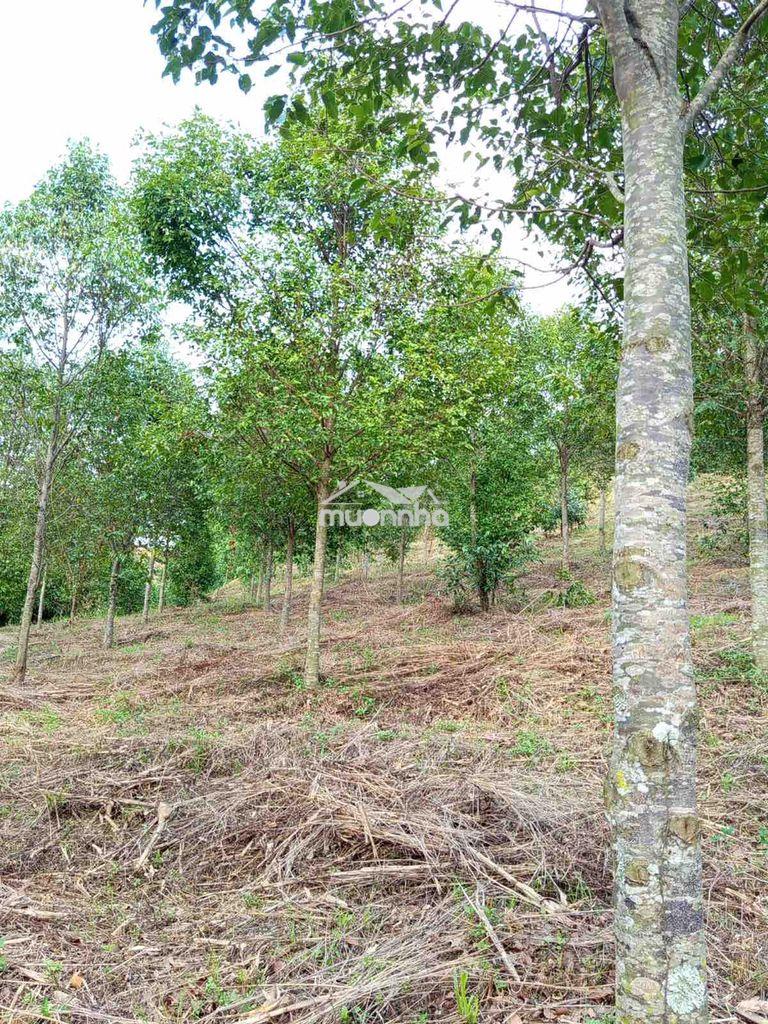 Chính chủ bán đất rẫy trồng gỗ sao – trúc sơn, cư jút (đắk nông cũ)