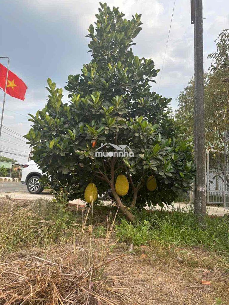Bán nhà cấp bốn mặt tiền đường nhựa - 3