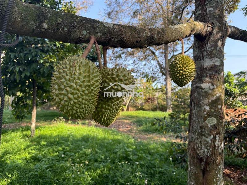 Vườn trái cây long khánh
