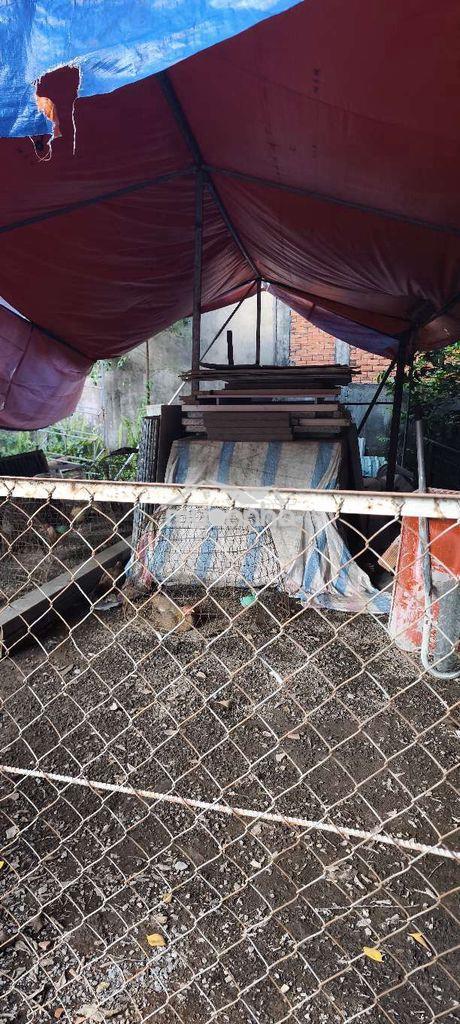 Sổ riêng đất trồng cây lâu năm 