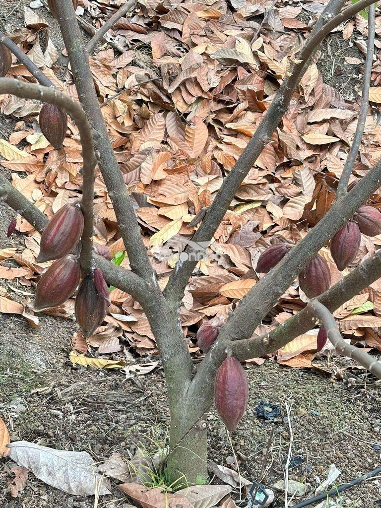 Vườn cacao 79m mặt tiền đường nhựa liên xã 