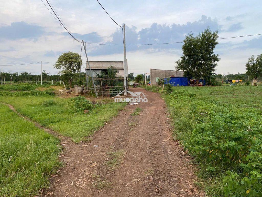 Ngộp, giá cực thấp, bán 8.800 m2 đất xã bình trung, châu đức, brvt - 2