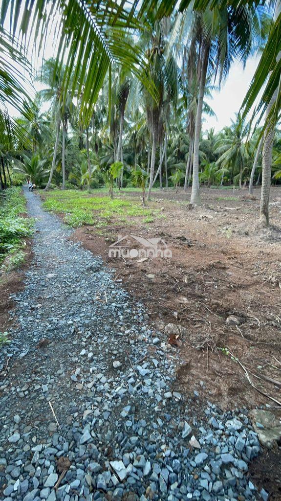 Thổ cư + gần bến phà bình ninh 🌻🌈 diện tích: 729m2 sẵn 100m2 thổ - 4