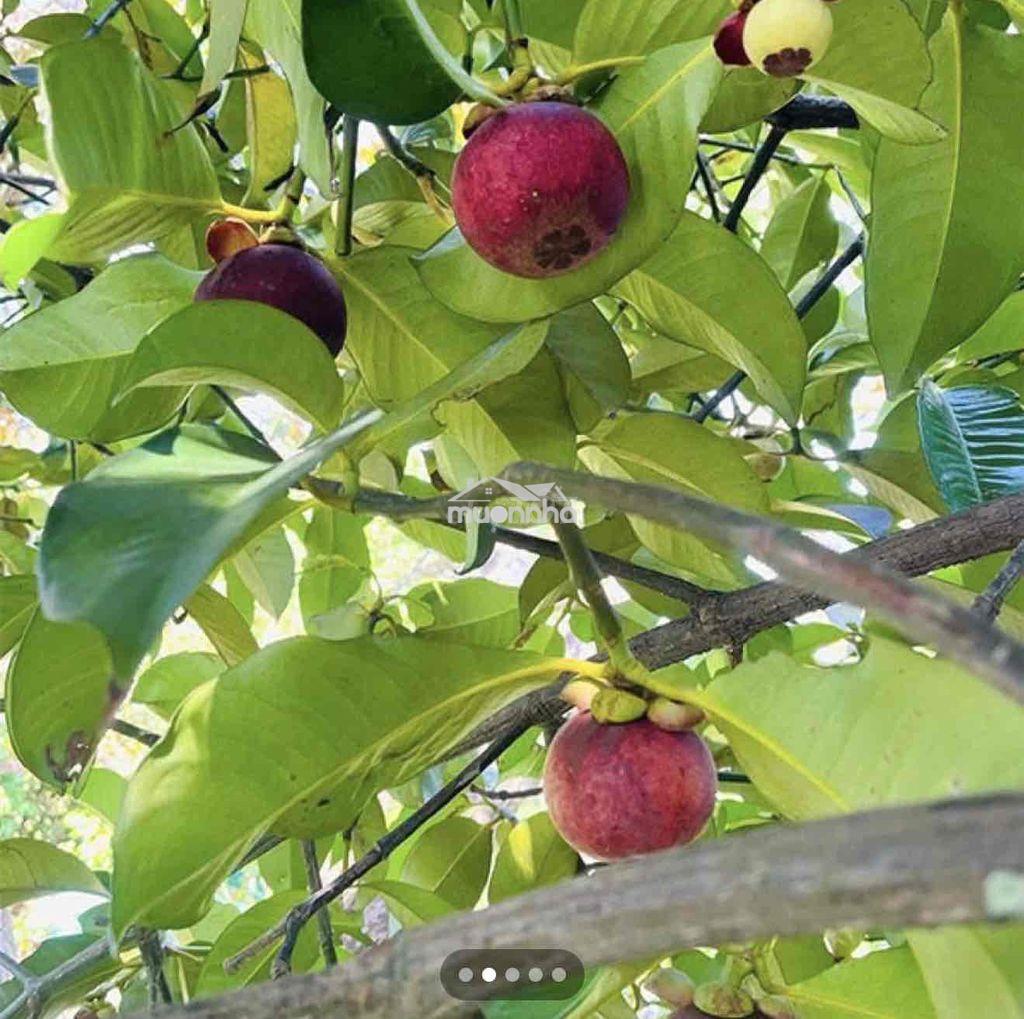 Vườn trái cây long khánh - 3