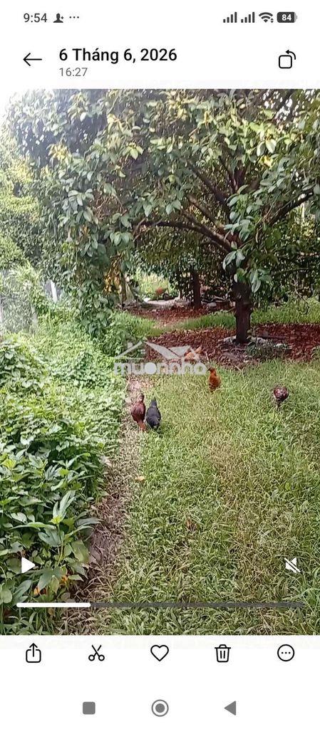 Nhà mát yên tĩnh giữa phố thị