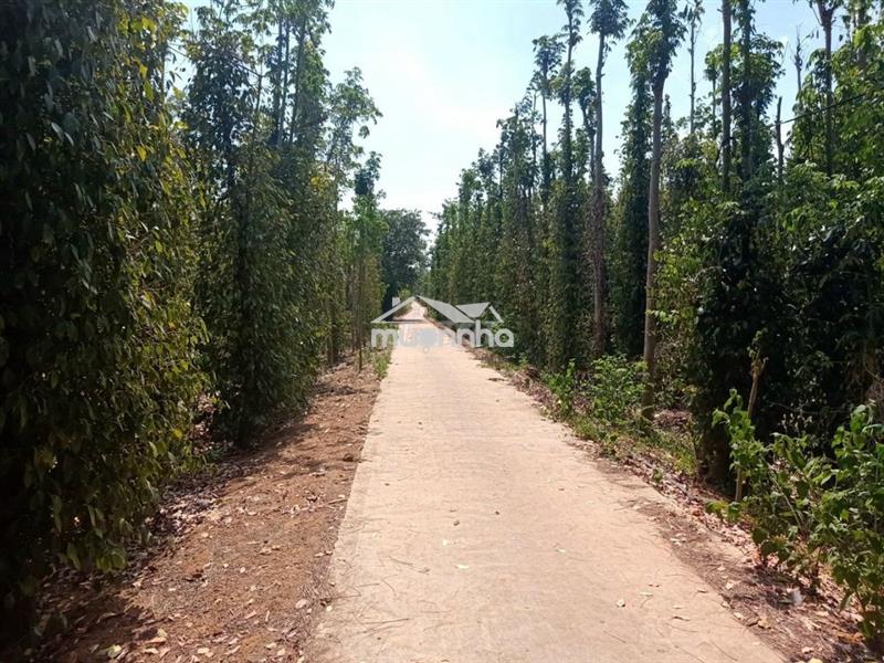 850tr cho 1000m2 đất nông nghiệp có 1 phần thổ cư ngay tại cẩm mỹ