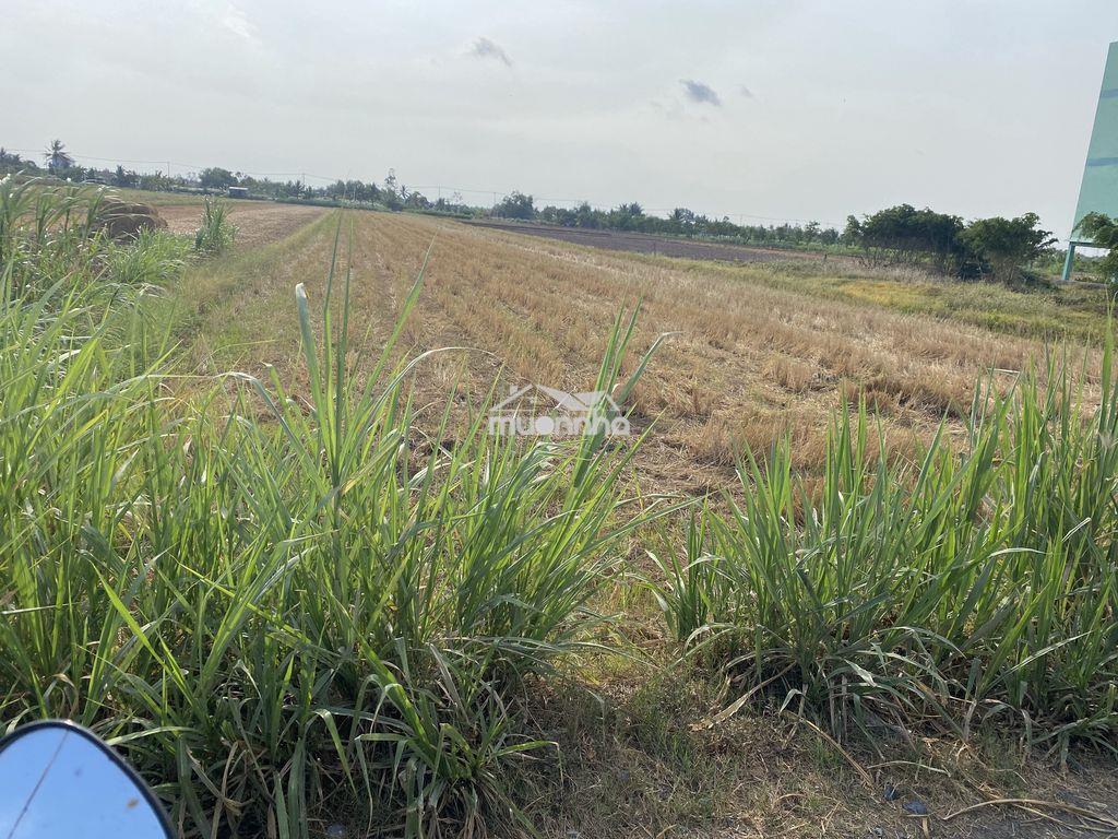 Bán đất ruộng xã bình nghị gò công đông - 4