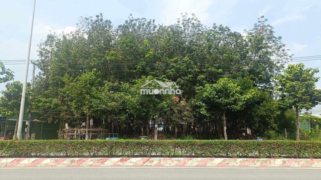 Đất 2 mặt tiền hùng vương 1106m2, p tây nam hcm (bến cát, bd cũ) - 2