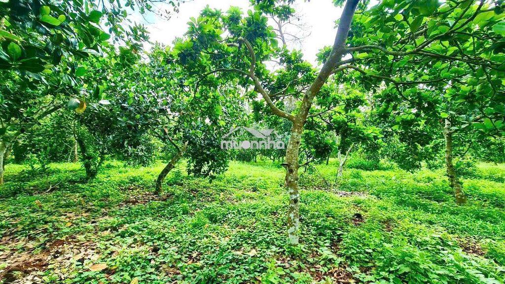 Bán 4700m2 đất vườn trái cây tạ bảo bình,cẩm mỹ,đồng nai,650tr/si - 3
