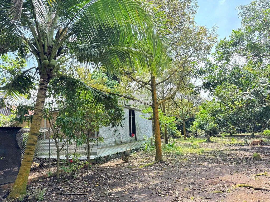 Chính chủ bán ngộp nhà cấp 4, vườn cây trái rộng 2600m2, giá 650 triệu - 4