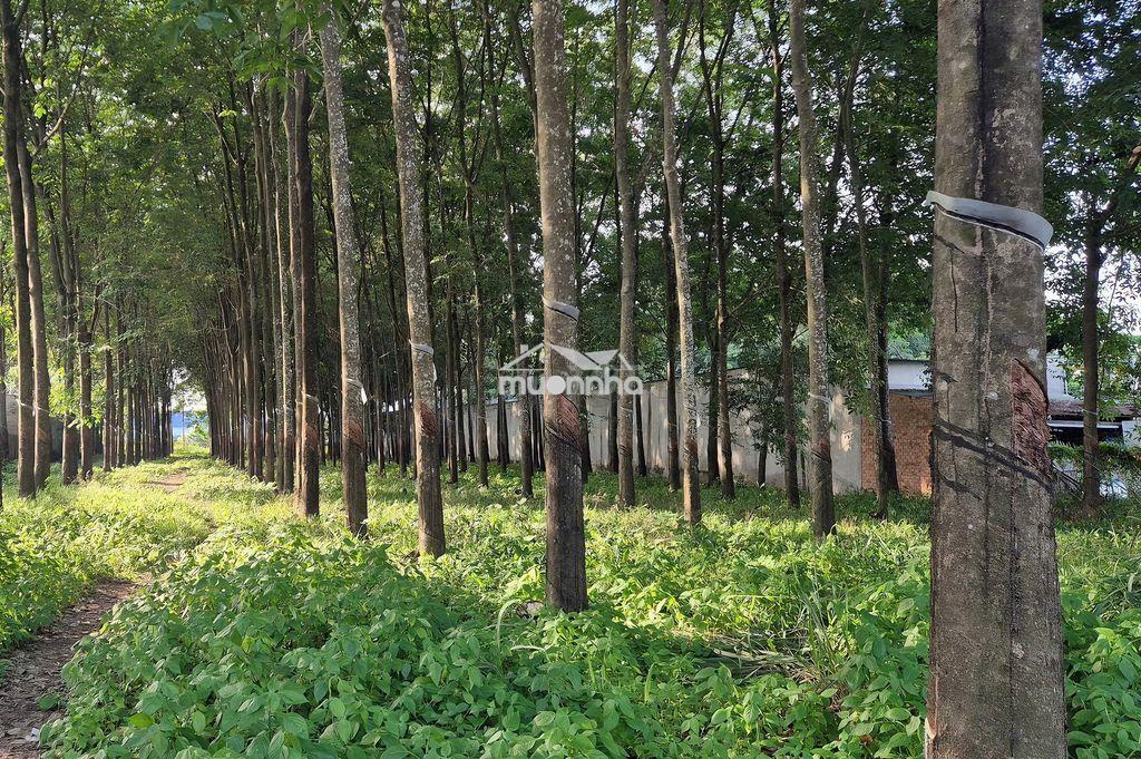 Đất 2 mặt tiền hùng vương 1106m2, p tây nam hcm (bến cát, bd cũ) - 3