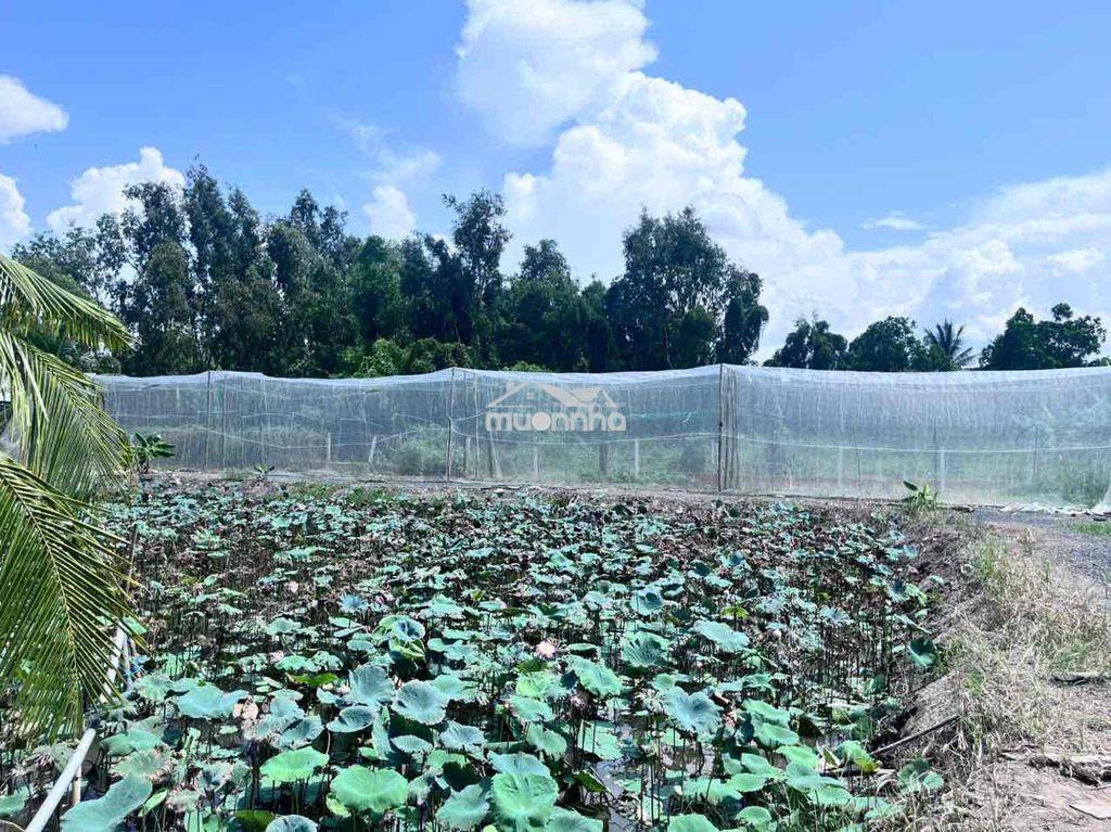 Bán đất bình chánh 2000m2 kênh 5. sau trường tiểu học bình lợi - 2