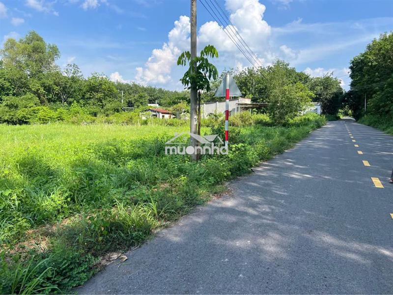 Chủ gửi lô đất vườn mít có sẵn thổ cư và mít đang có trái 160tr/mn