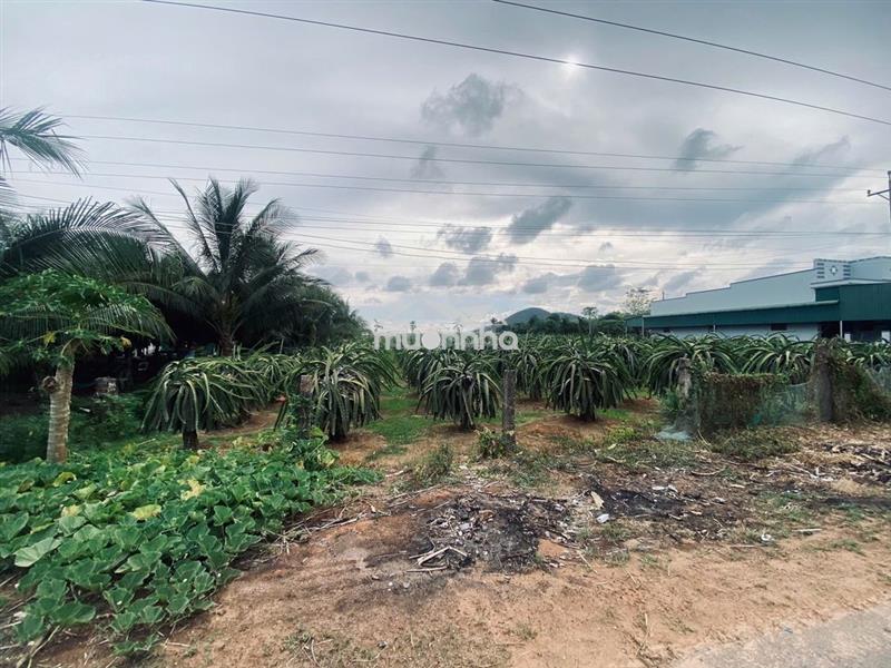 10x50(500m2) 150m2 thổ đinh công tráng, tân tiến, gần biển giá tốt