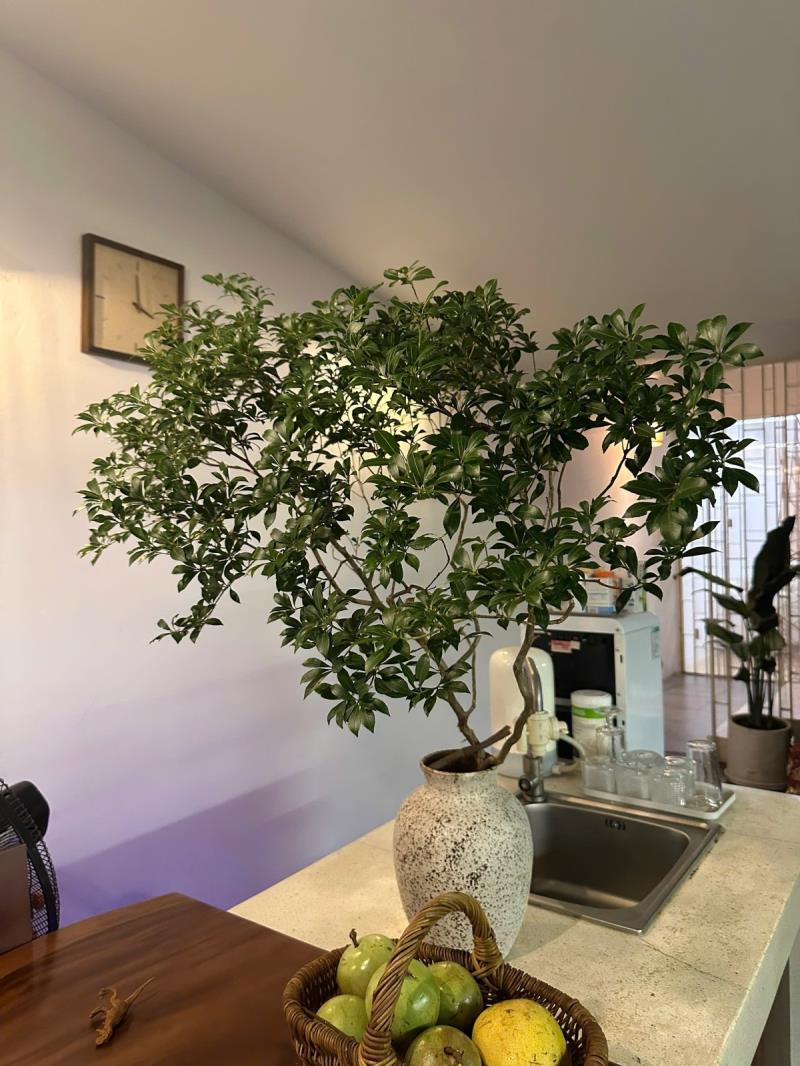 🏡 Cho thuê căn hộ 1pn  – ban công – chu văn an, bình thạnh - gần hutech , uef - 4