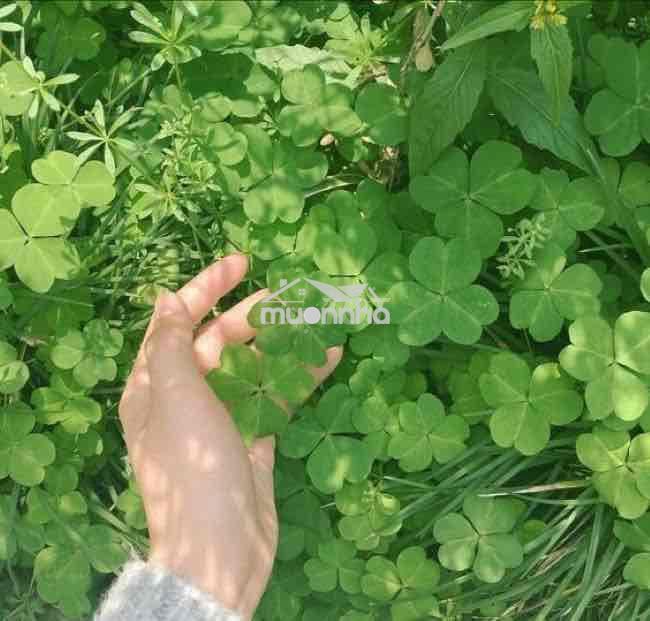Nguyên căn 3pn gần cầu rạch ông txs quận 7 - 2