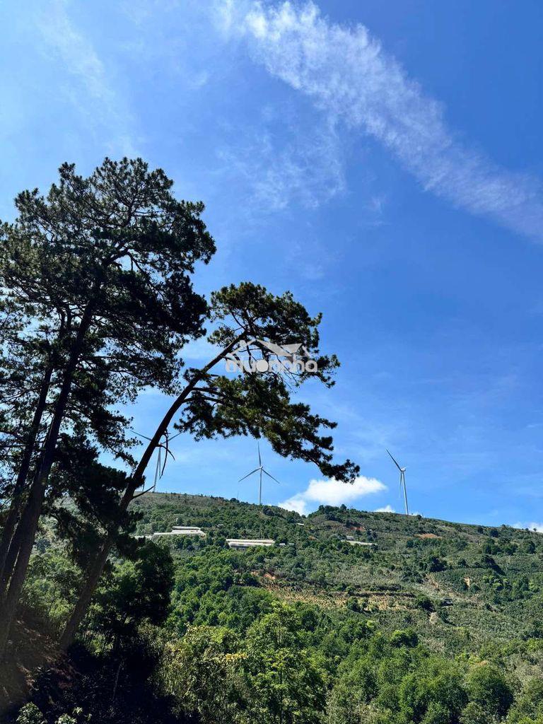 Bán homestay view săn mây cầu đất - 3