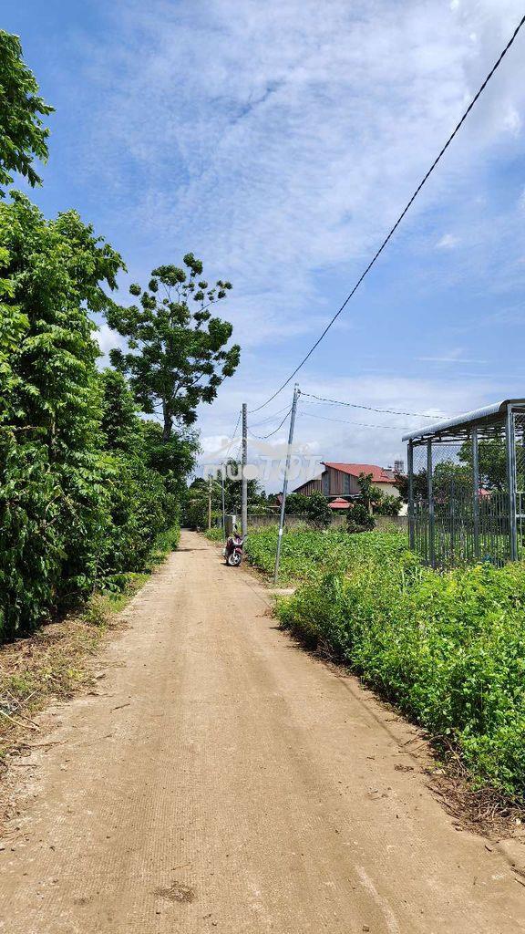 Chính chủ bán 1001m2 đất full hồng, mặt tiền bê tông xuân đông. hh 2% - 3