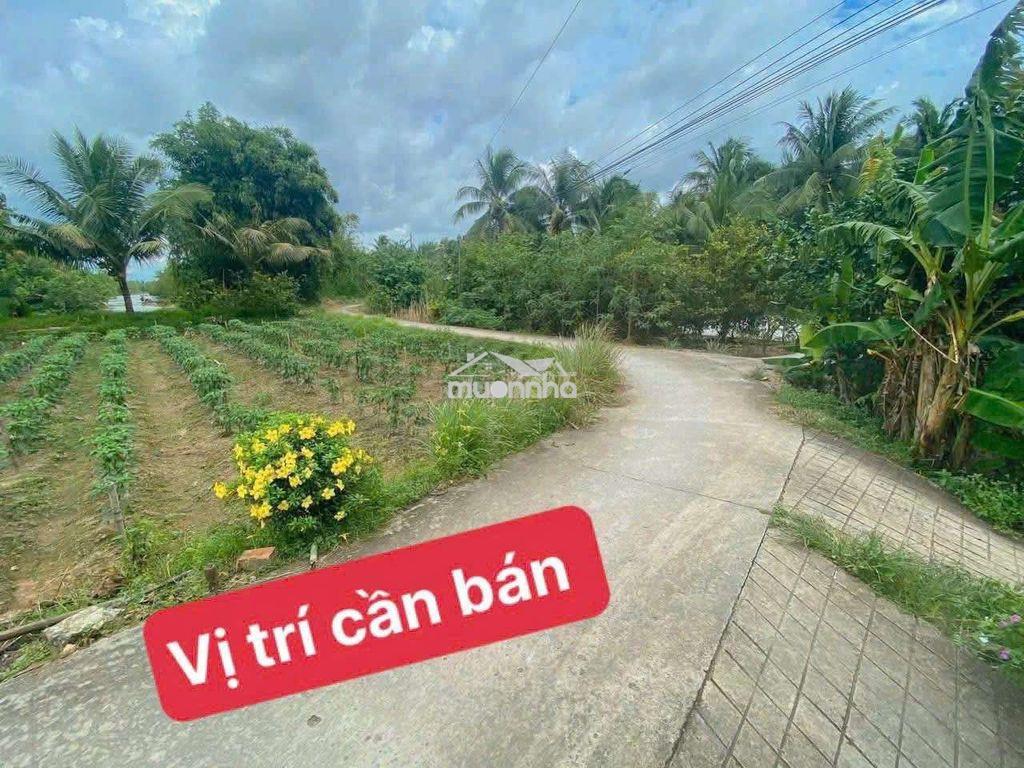 E bán đất nền xã xuân hiệp ( hòa bình , trà ôn , vĩnh long cũ ) - 2