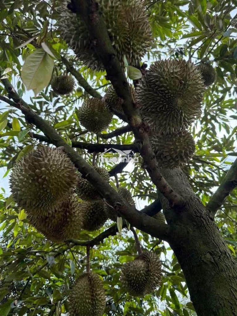 Đất vườn xuân định - 4