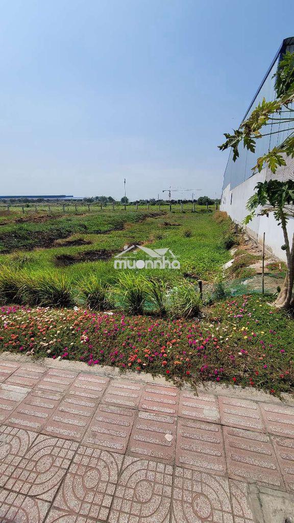 Đất mặt tiền đường 818 nhị thành thủ thừa - 4
