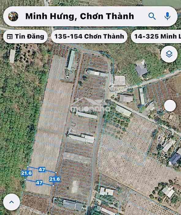 Bán mãnh sào giá ngộp sổ sẵn , gần kcn becamex - Ảnh 2