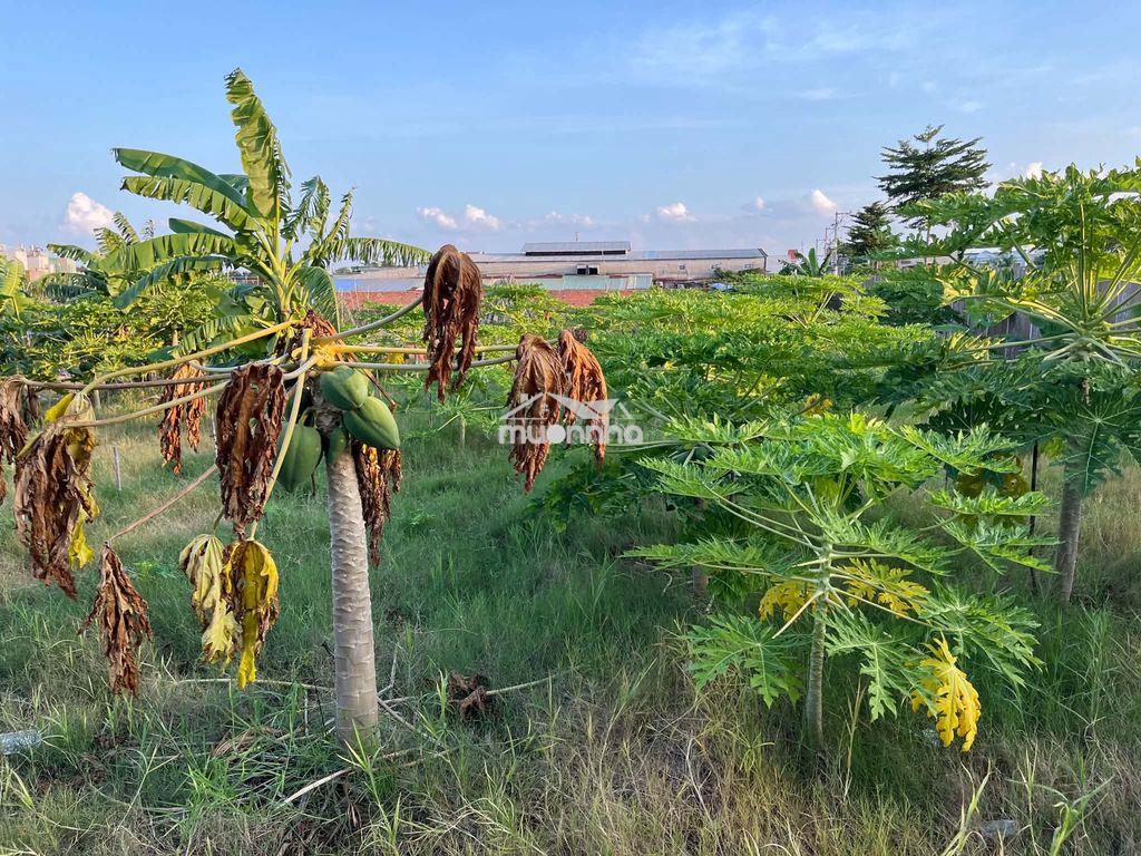 Đất bán - Ảnh 4