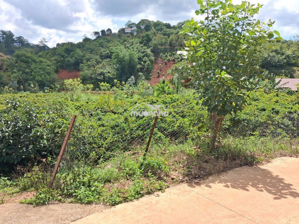 Bán đất vườn café view suối , p xuân trường – đl (sổ hồng chính chủ ) - Ảnh 4