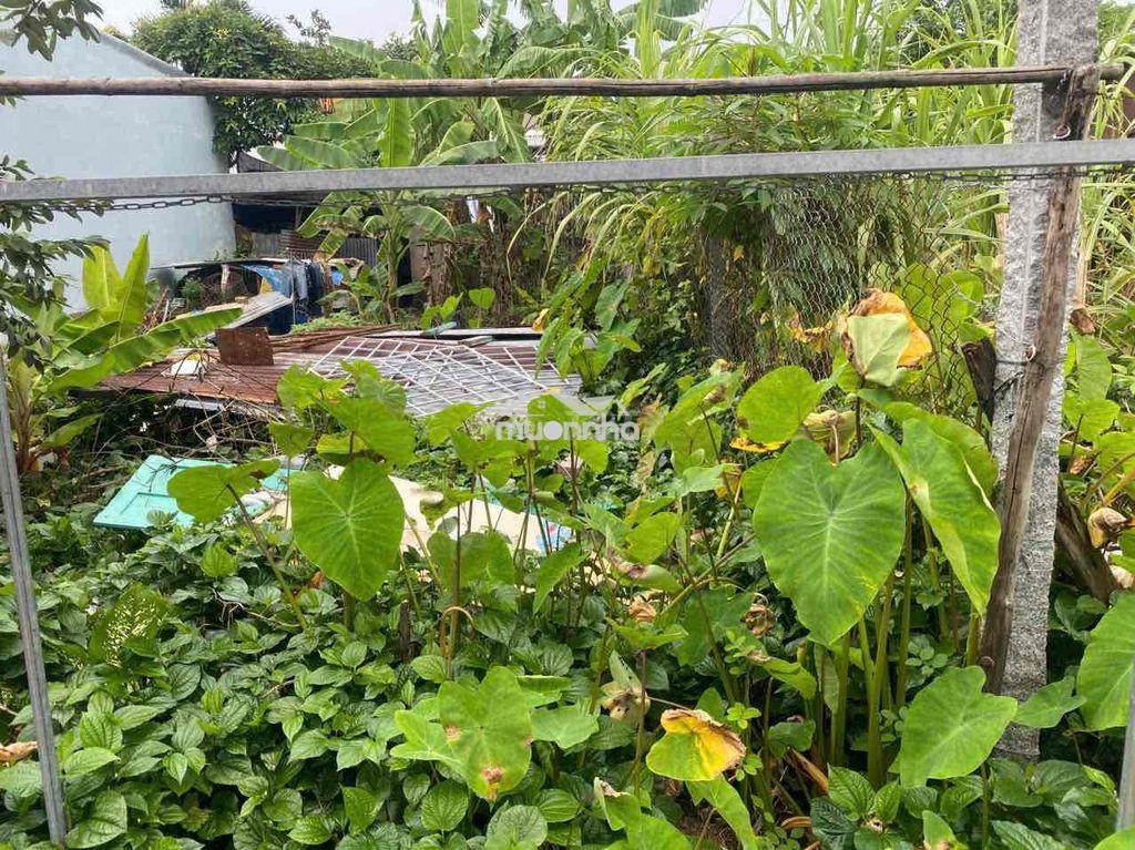Tôi cần bán đất nền nông nghiệp, chính chủ - Ảnh 3