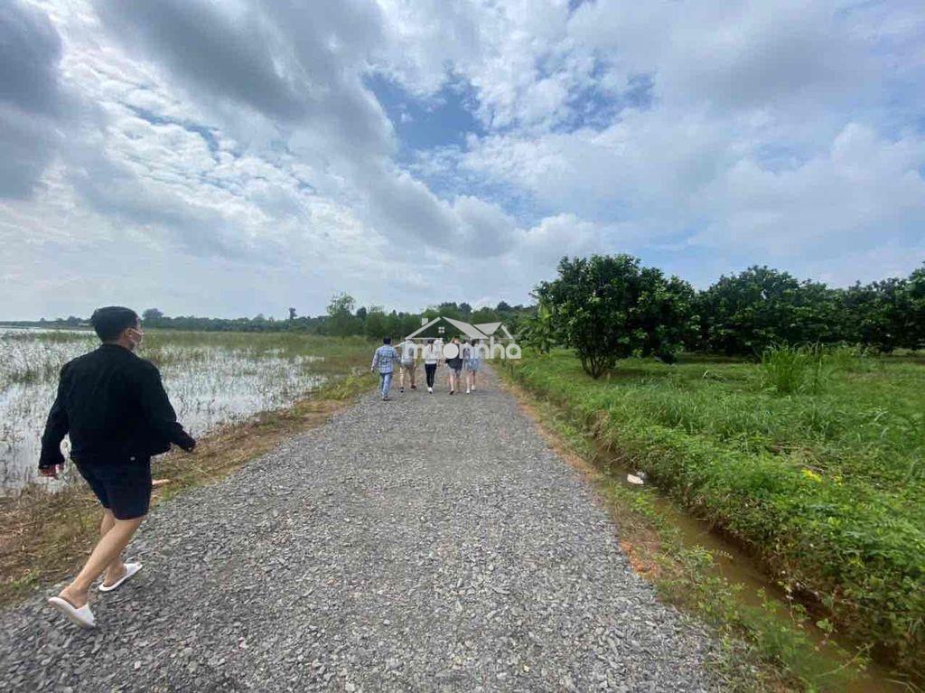 Em chính chủ gởi bán lô vườn bưởi 8700m2, trên đất trồng bưởi 7 năm - Ảnh 4