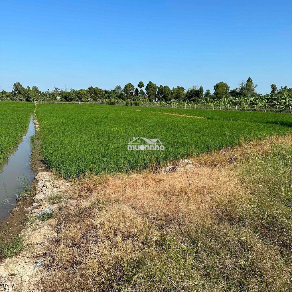 Kẹt tiền cần bán gấp đất lúa giá rẻ - Ảnh 2