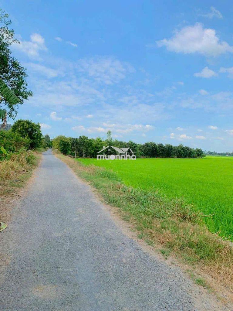 Đất ruộng cần bán