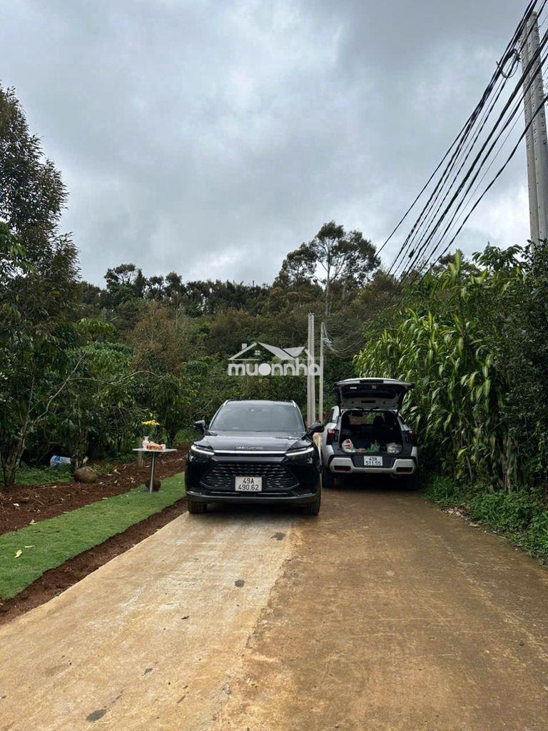 549m2 một mảnh vườn nhỏ giữa bảo lộc, sẵn cây trái - Ảnh 2