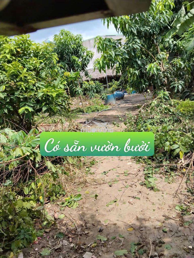 Nhà vườn 12*20. có sẵn nhà tôn ở đường kênh trung ương vĩnh lộc b.  - Ảnh 2