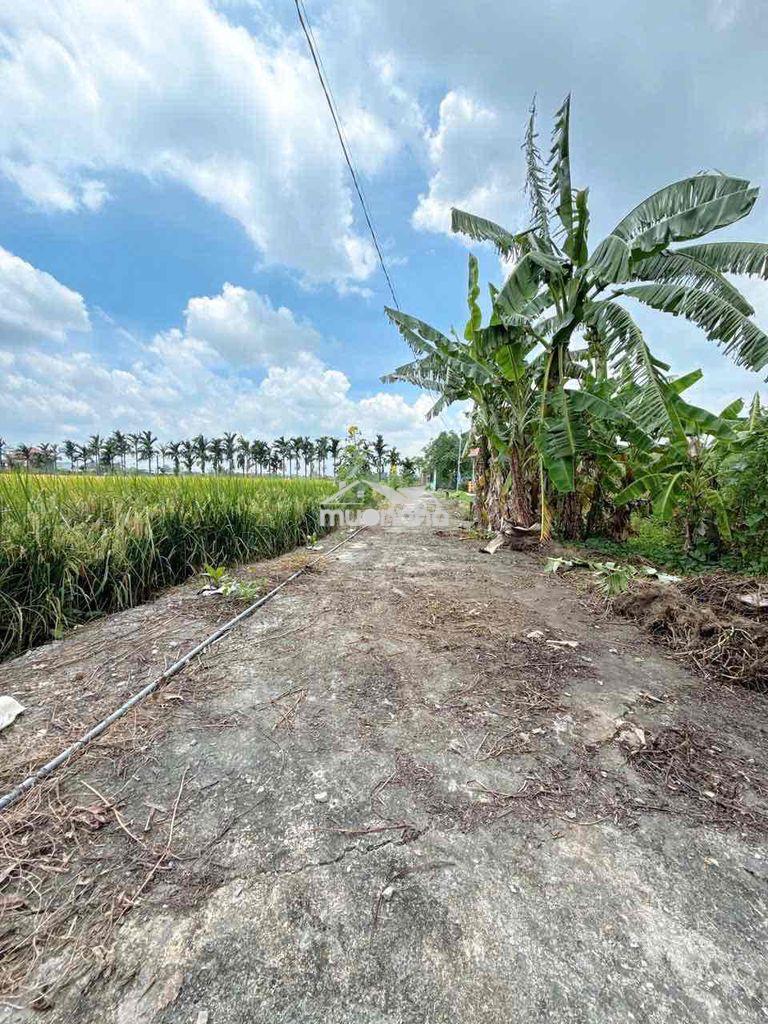 Xả lô thổ 10x38m giá 500tr tân trụ, long an