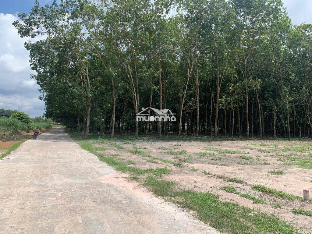 1200m2 ( 20x55 ) ngay quốc lộ 13, cách kcn minh hưng 1km. shr - 3