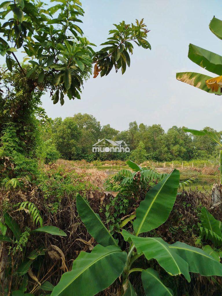 Bán đất thổ vườn (cln) hồ văn tắng, nguyễn thị lắng xã củ chi. - Ảnh 3