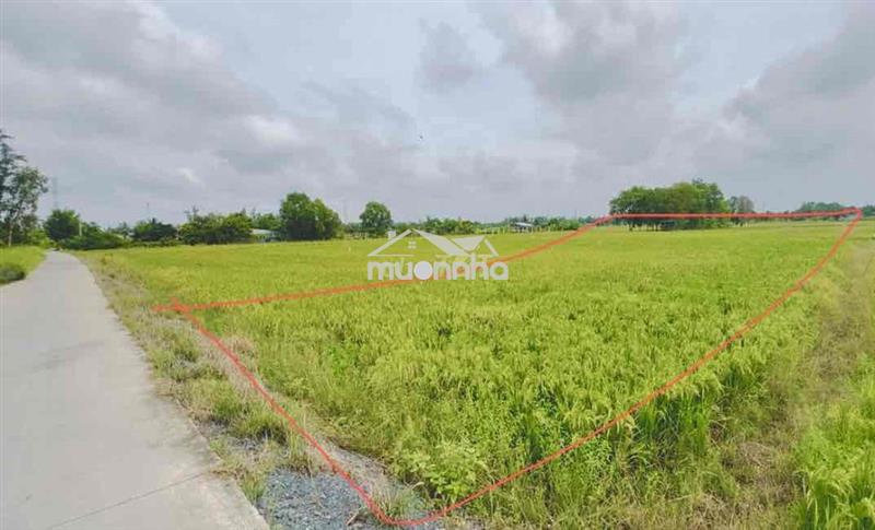 Bán đất đường cầu ông đức tân nhựt bình chánh
