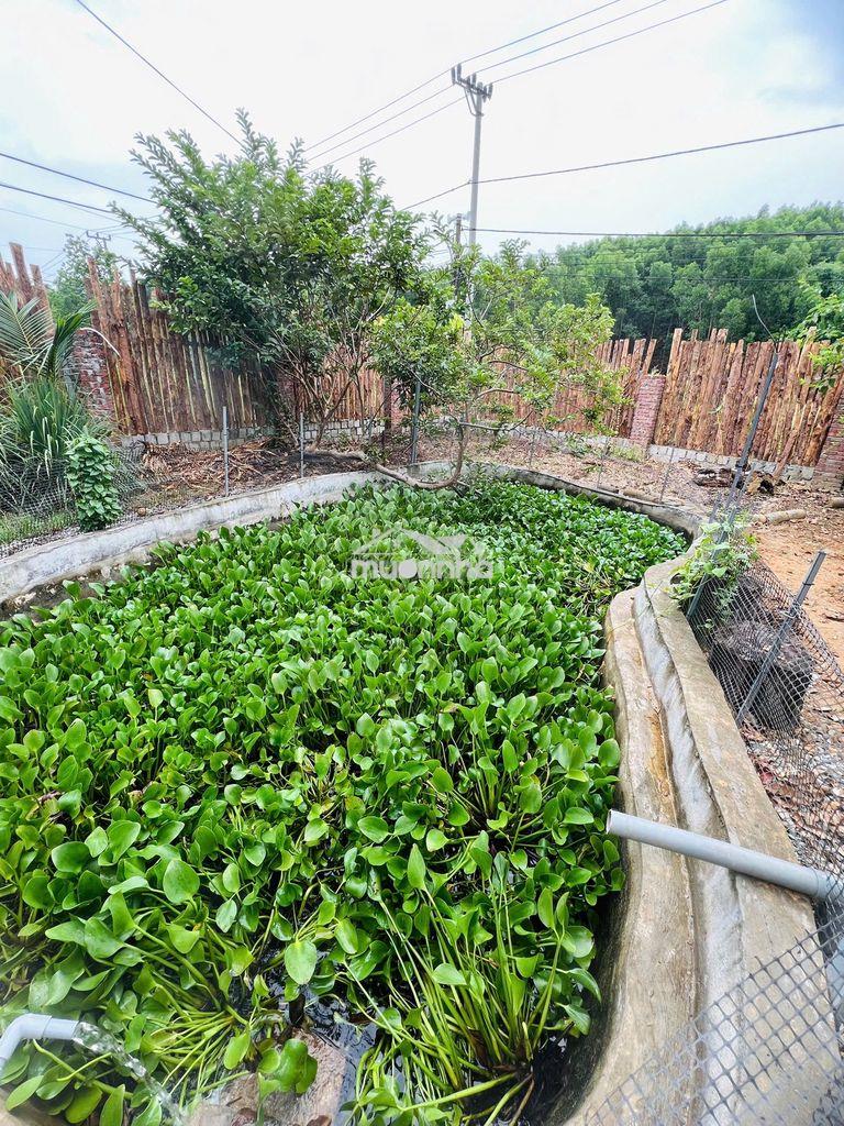 Cần bán căn nhà vườn tâm huyết tại thôn hoà phước, xã hoà phú - Ảnh 4