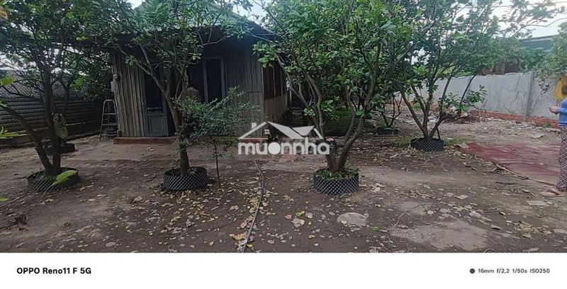 Cho thuê nhà vườn 300m có nhà tôn 48m đường kênh trung ương vĩnh lộc b